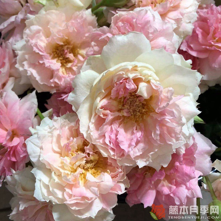 月季娜乌西卡的优缺点