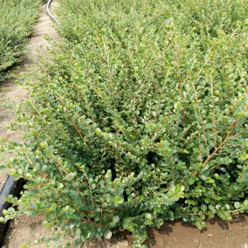 匍匐栒子：地被植物中的璀璨明珠
