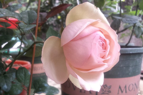 月季蒙娜丽莎优缺点解析