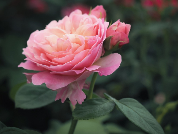 月季优丝塔夏·福爱的优缺点