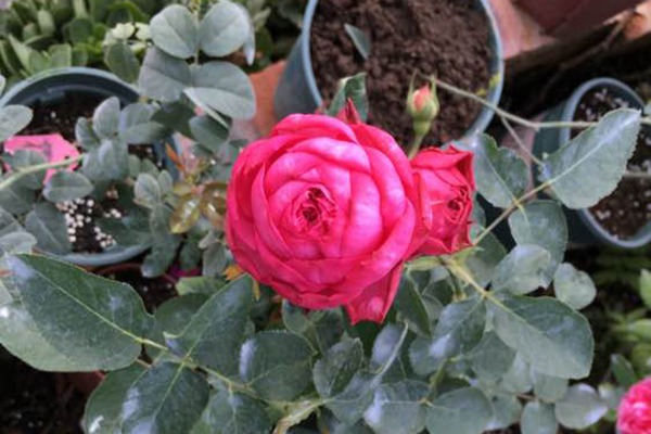 月季伊芙日出的优缺点分析