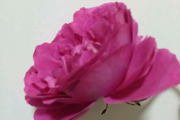 月季伊芙日出的优缺点分析