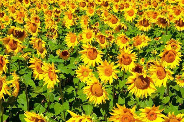 7月份盛开的花卉都有哪些