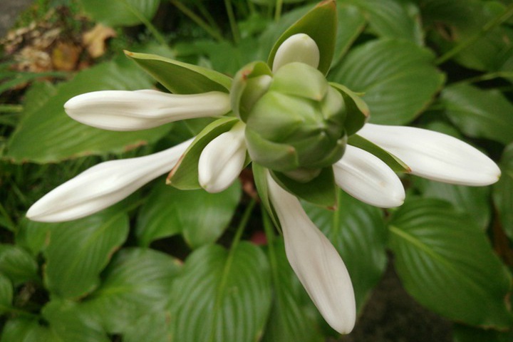 7月份盛开的花卉都有哪些