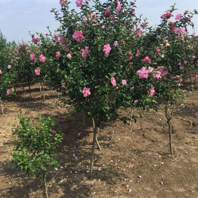 九月份常见的观赏花卉推荐