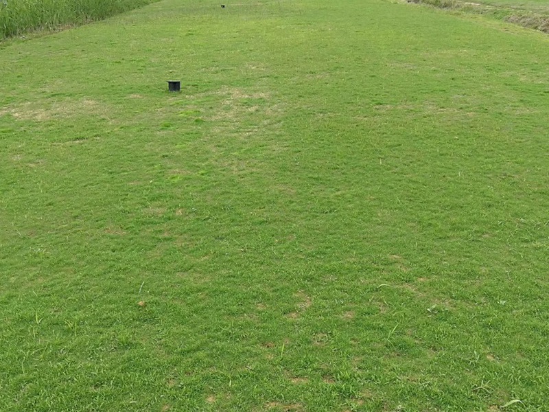 高尔夫球场草坪用的都是什么草种