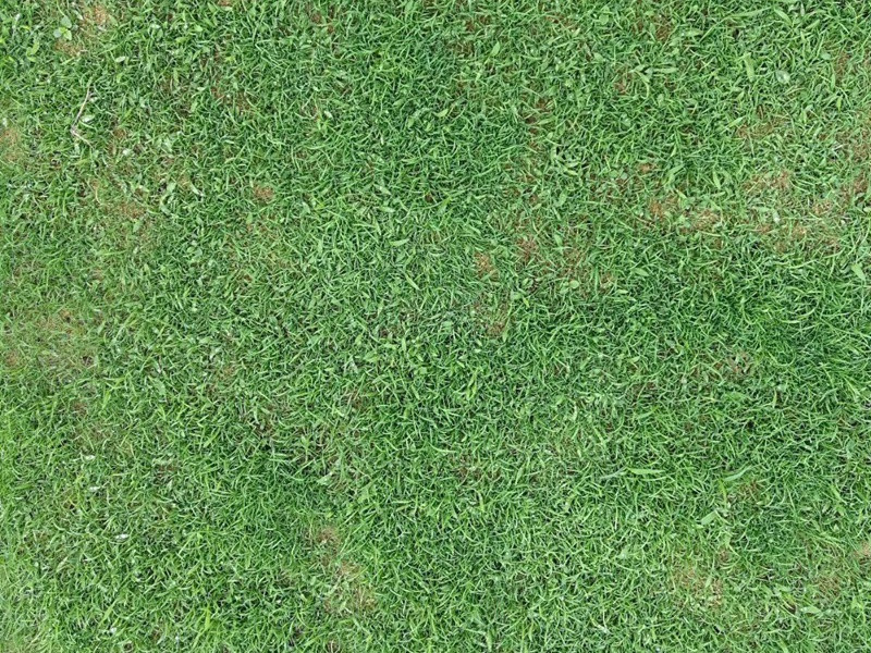 高尔夫球场草坪用的都是什么草种