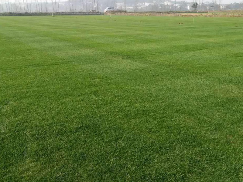 高尔夫球场草坪用的都是什么草种