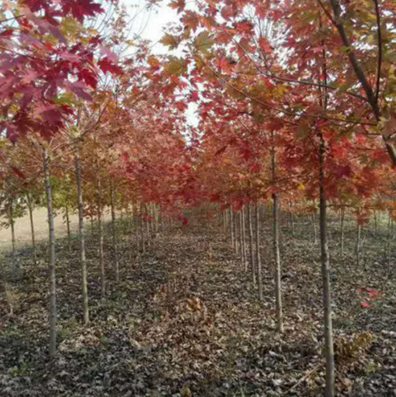 美国红枫种植技术分享(完整版)