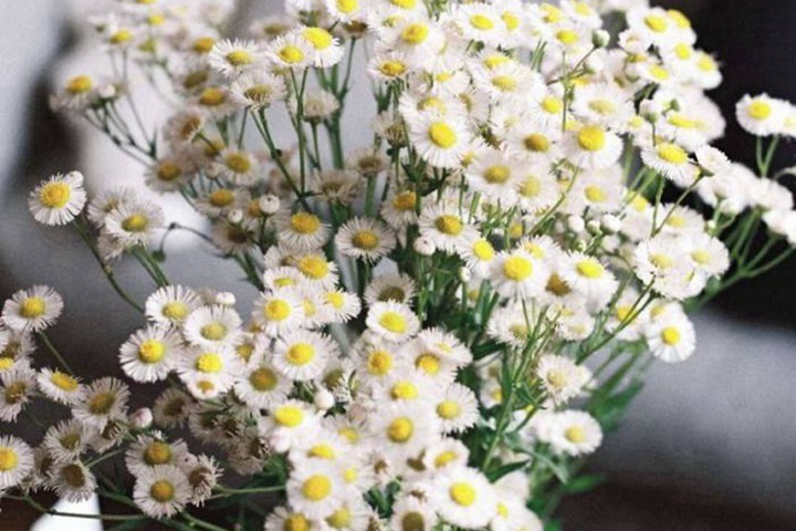 看了心情会变好的鲜花品种都有哪些