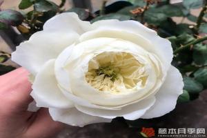 月季冰雪世界优缺点全解析