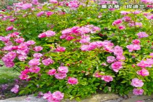 月季薰衣草玫迪兰优缺点全解析