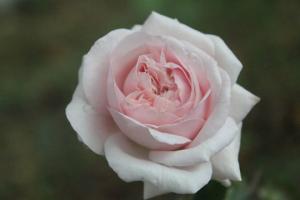 月季伊芙芳香喷泉的优缺点