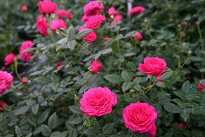 月季榴花秋舞的优缺点