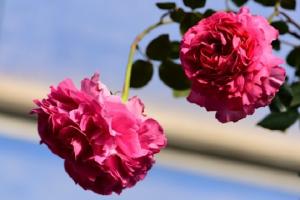 月季伊芙·仙王座优缺点解析