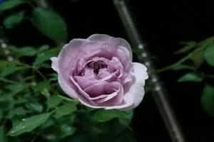 月季蓝色阴雨优缺点全解析