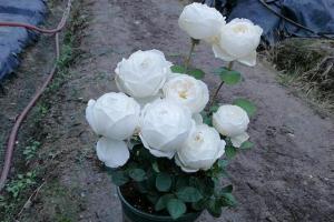 月季伊芙·婚礼之路优缺点分析