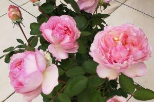 月季伊芙唯一优缺点全解析