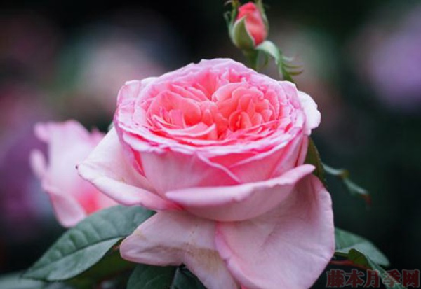 花宫娜月季怎么样