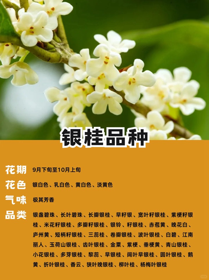 十大名贵桂花品种排行榜