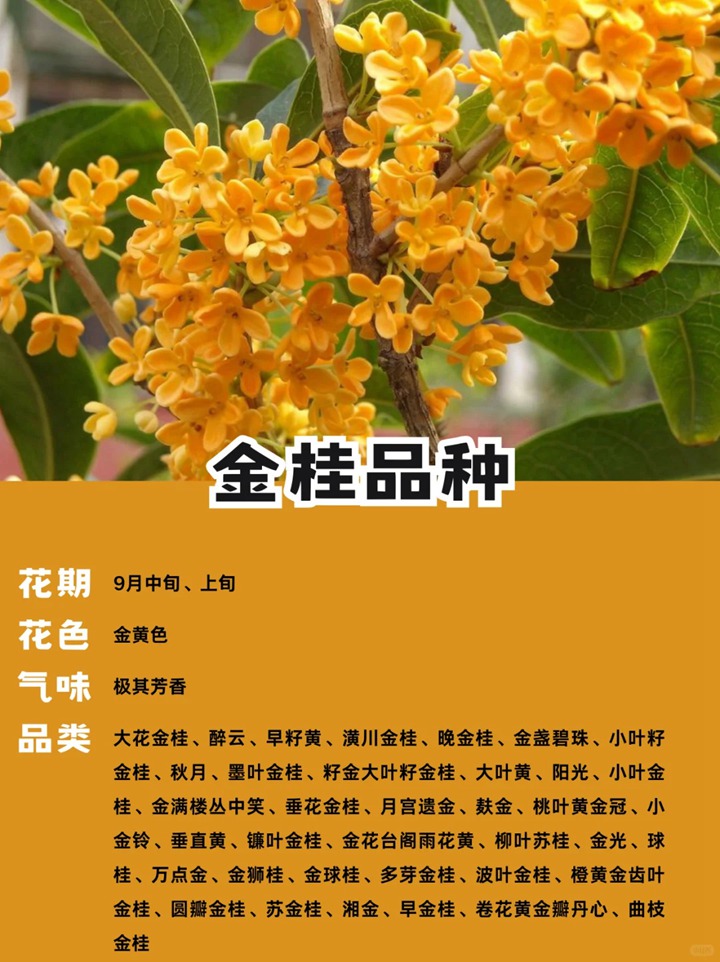 十大名贵桂花品种排行榜