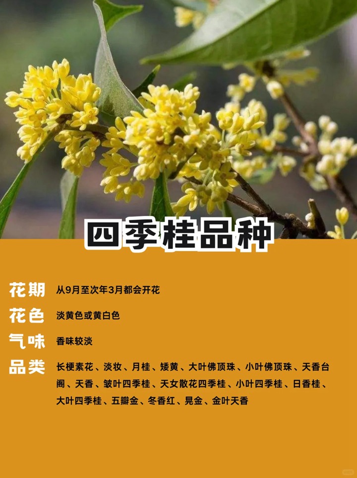 十大名贵桂花品种排行榜