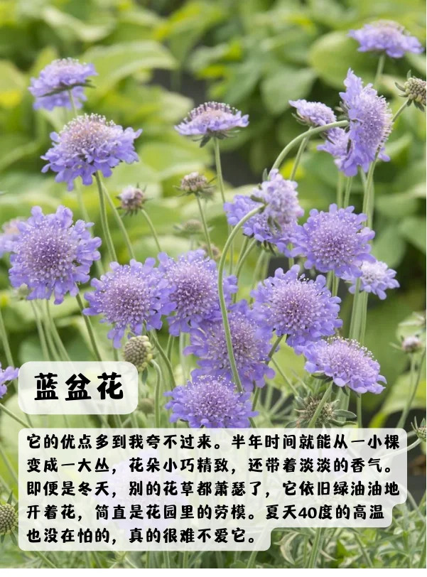 上海地区适合种什么绿化草花