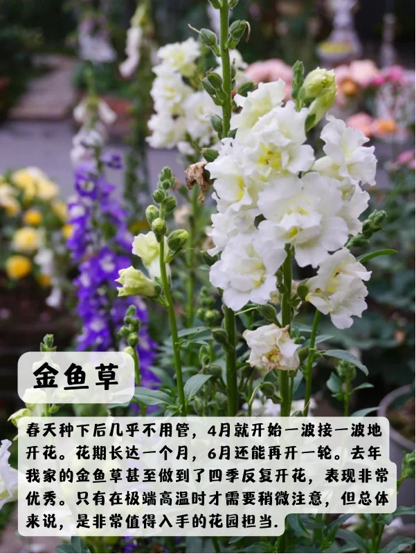 上海地区适合种什么绿化草花