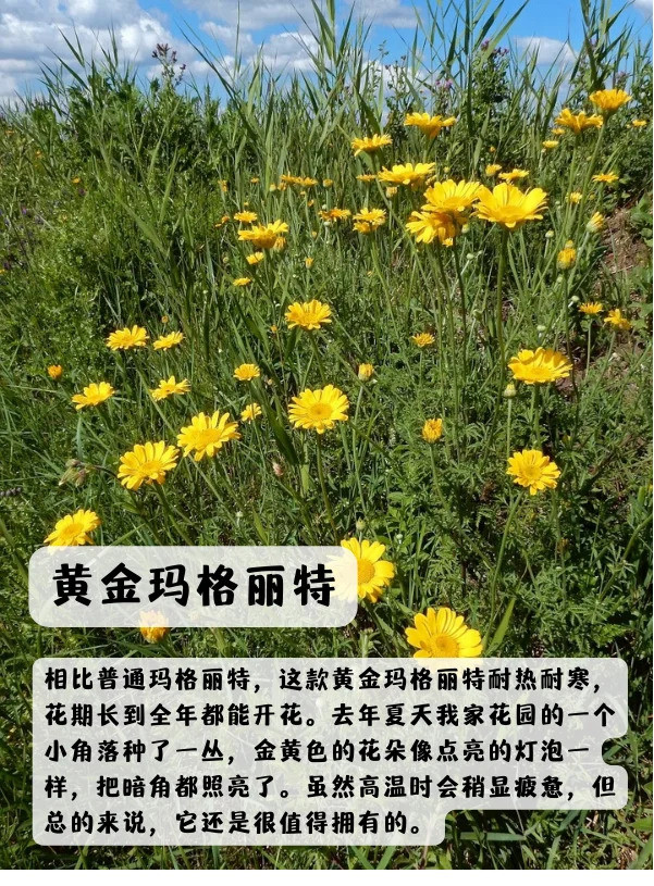 上海地区适合种什么绿化草花