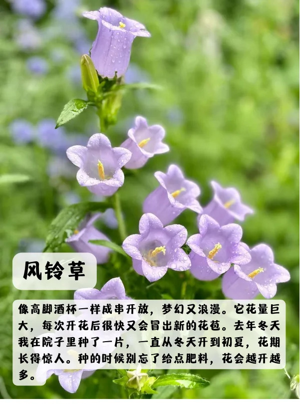 上海地区适合种什么绿化草花