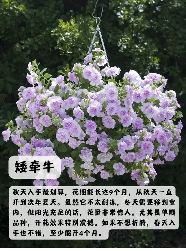 上海地区适合种什么绿化草花