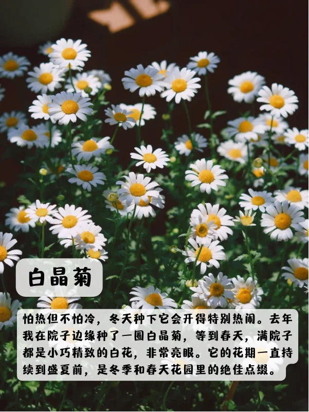 上海地区适合种什么绿化草花