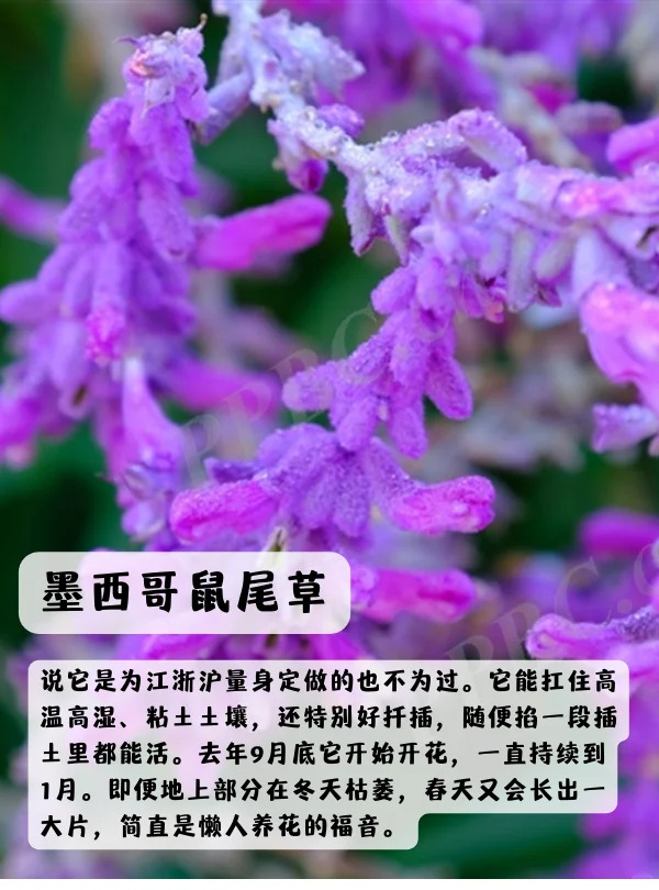 上海地区适合种什么绿化草花