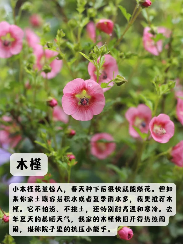 上海地区适合种什么绿化草花
