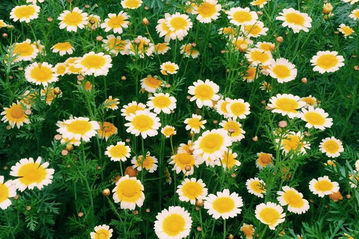 黄菊花的花语是什么