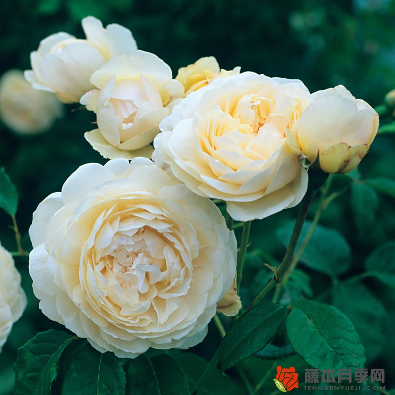 温德米尔Windermere月季的优缺点介绍