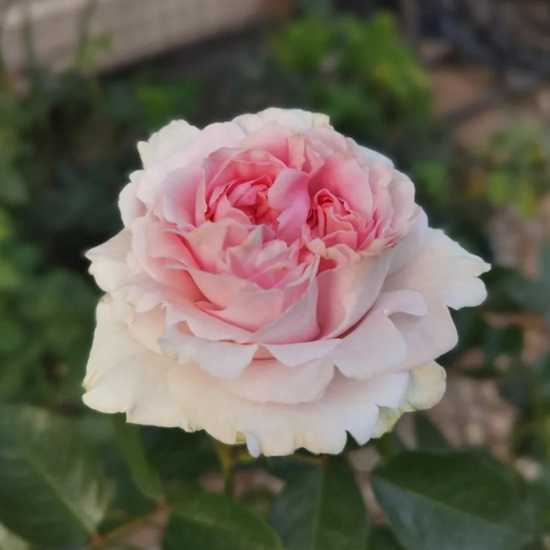 伊芙幻塔索斯月季优缺点