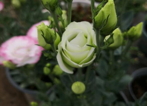 不同颜色洋桔梗花语和象征寓意