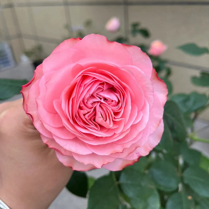 仲夏之夜月季怎么样