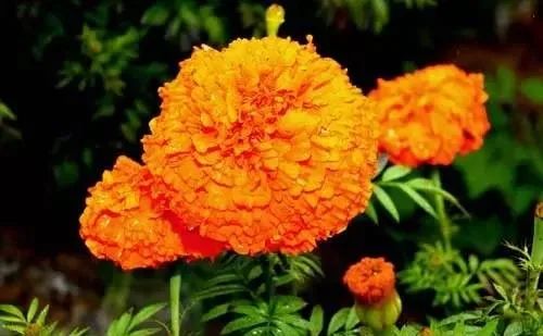 100种常见的花卉图片及其简介