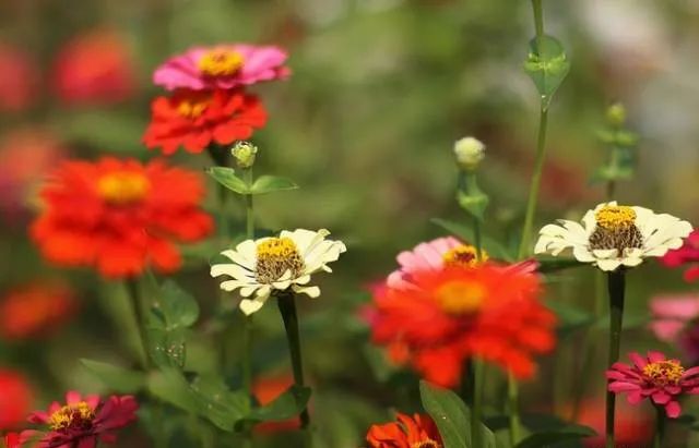 100种常见的花卉图片及其简介