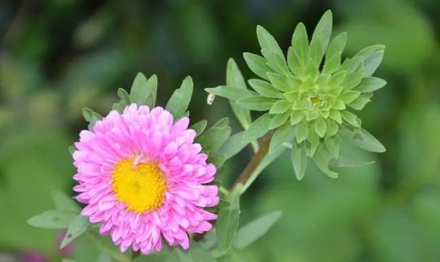 100种常见的花卉图片及其简介