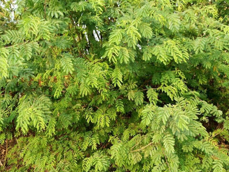 根系发达的护坡小灌木品种推荐