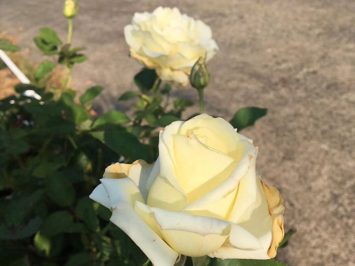 艾琳娜月季怎么样