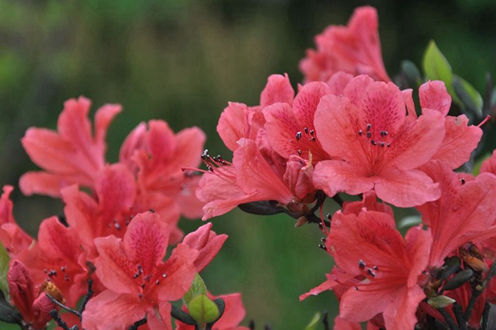杜鹃什么时候开花,开花能开多长时间