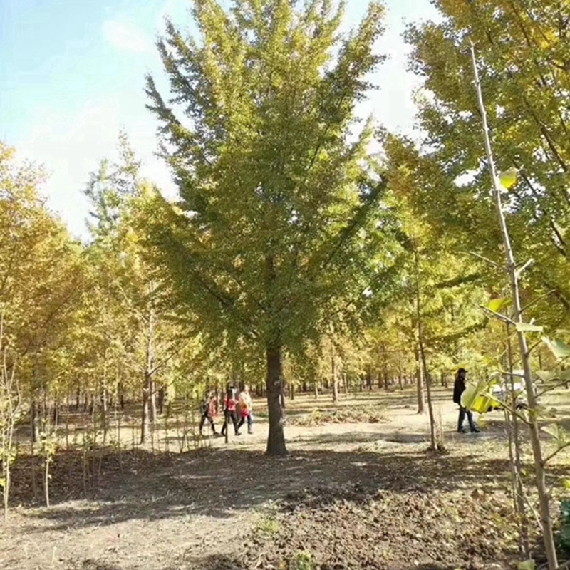 庭院银杏什么时候栽？春栽vs秋栽优缺点对比