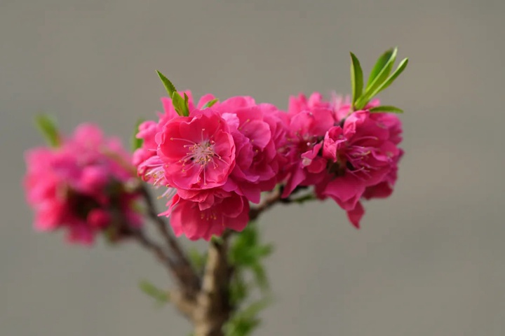 桃花的特点有哪些(不同品种桃花特点详解)
