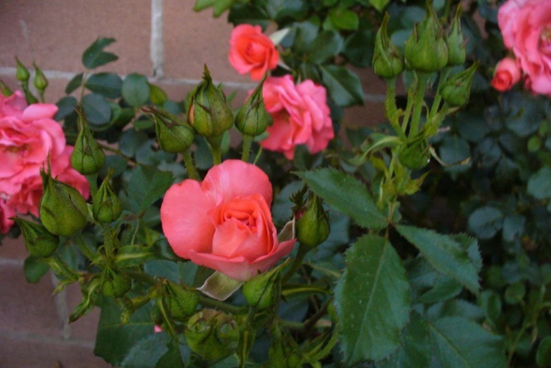 花房月季怎么样