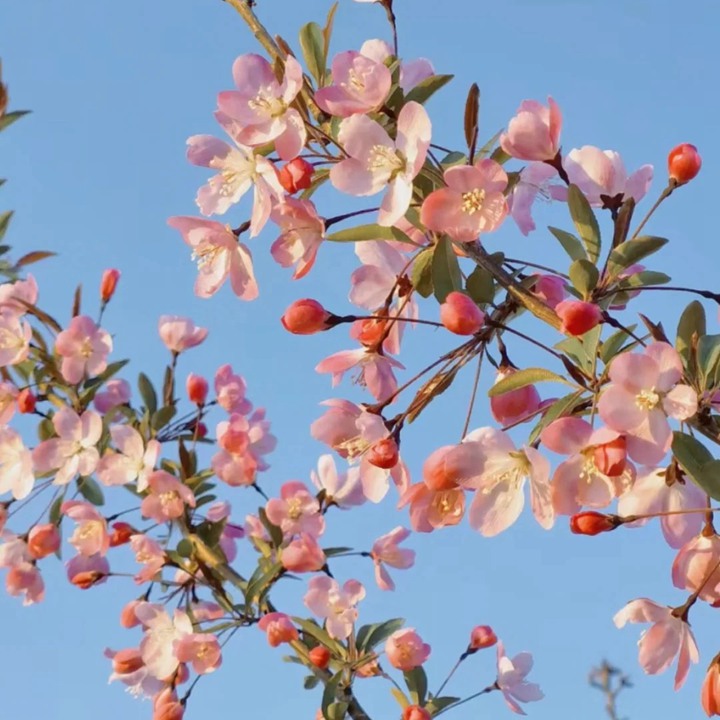 海棠什么时候开花(常见品种海棠的开花时间)