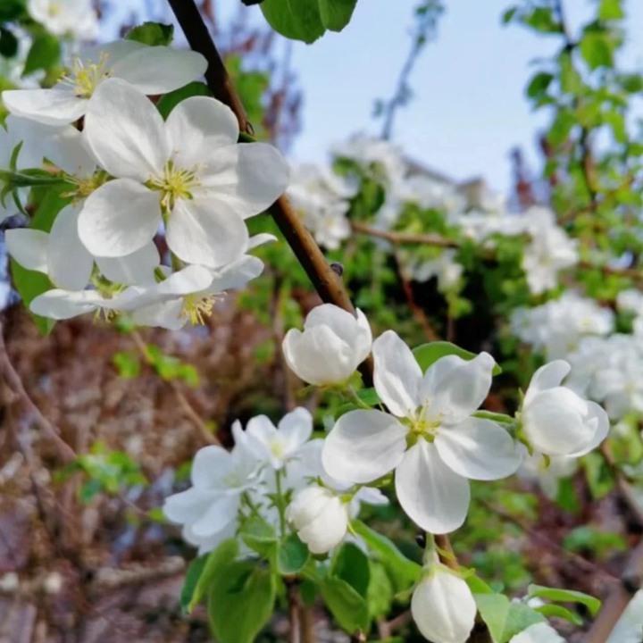 海棠什么时候开花(常见品种海棠的开花时间)